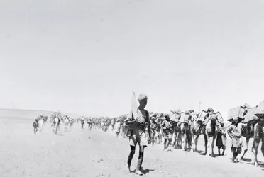 Un tren de suministros con camellos en Mesopotamia durante la Primera Guerra Mundial, de un álbum compilado por el Teniente Kindom
